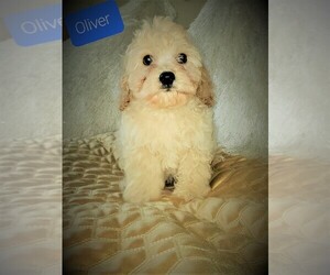 Cavachon Puppy for sale in WASHINGTN TWP, MI, USA