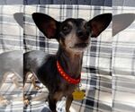 Small #7 Chihuahua Mix