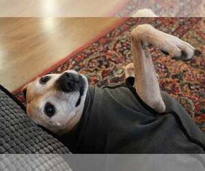 Meeko - Male Greyhound-Jack Russell Terrier Mix Dog for Adoption - Photo #8