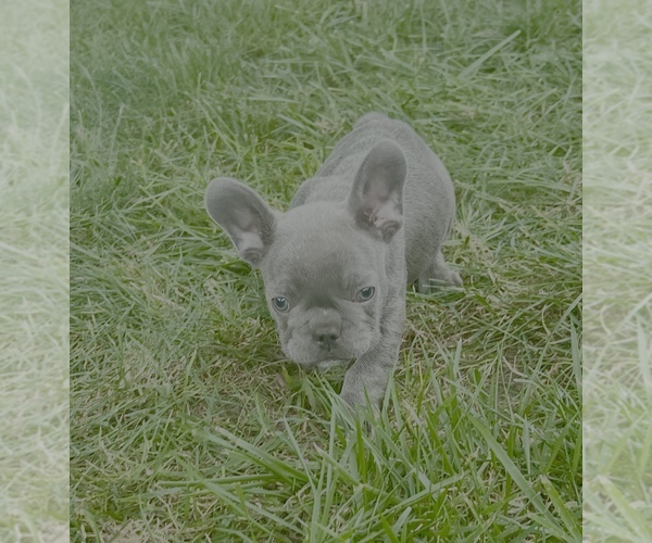 Medium Photo #3 French Bulldog Puppy For Sale in MILLVILLE, MN, USA