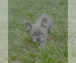 Small #2 French Bulldog