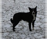 Small Photo #1 Australian Cattle Dog-Border Collie Mix Puppy For Sale in LEHIGH, IA, USA