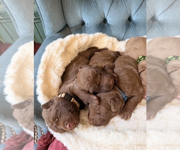 Medium Photo #3 Chesapeake Bay Retriever Puppy For Sale in GREELEY, CO, USA