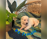 Puppy 4 German Shepherd Dog