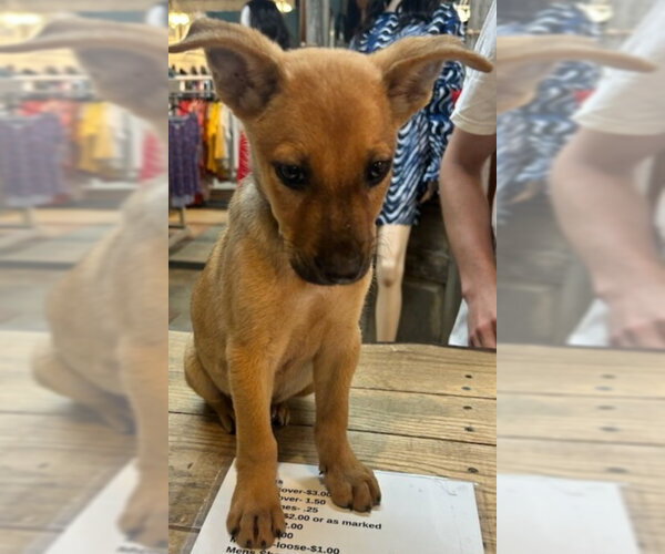 Medium Photo #2 Labrador Retriever-Unknown Mix Puppy For Sale in Blairsville, GA, USA