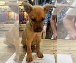 Small #1 Labrador Retriever Mix