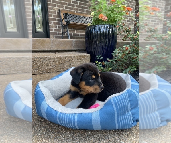 Full screen Photo #4 Rottweiler Puppy For Sale in NOBLESVILLE, IN, USA