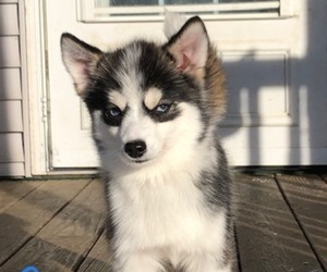 Pomsky Puppy for sale in SAVOY, MA, USA