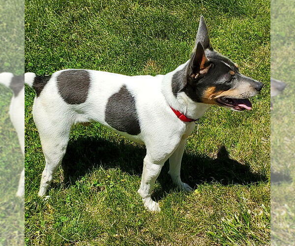 Medium Photo #3 Rat Terrier Puppy For Sale in Atlanta, GA, USA