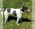 Small #2 Rat Terrier