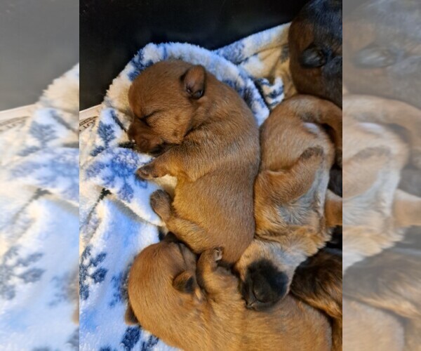Medium Photo #3 Australian Terrier-Cairn Terrier Mix Puppy For Sale in WHITEWOOD, SD, USA