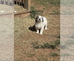 Small Photo #10 Great Pyrenees Puppy For Sale in RUTHERFORDTON, NC, USA