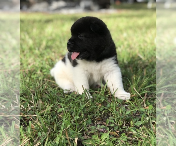 Medium Photo #6 Akita Puppy For Sale in INGLIS, FL, USA
