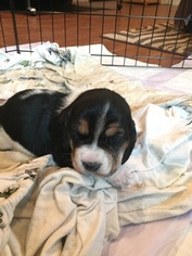 Basset Hound Puppy for sale in LAKE ELSINORE, CA, USA