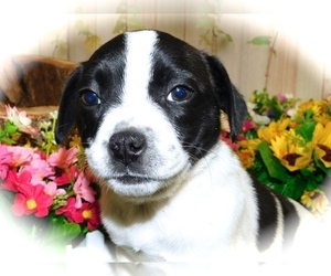 Puggat Puppy for sale in HAMMOND, IN, USA