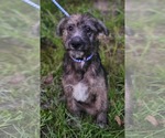 Small #1 Mutt