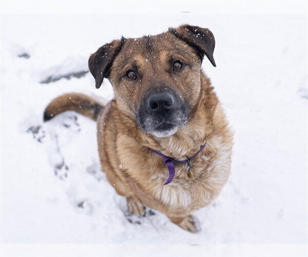 Medium Photo #2 Mutt Puppy For Sale in Fort Collins, CO, USA