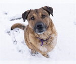 Small #1 Mutt