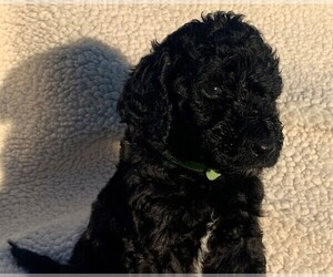 Goldendoodle Puppy for sale in GRANBURY, TX, USA
