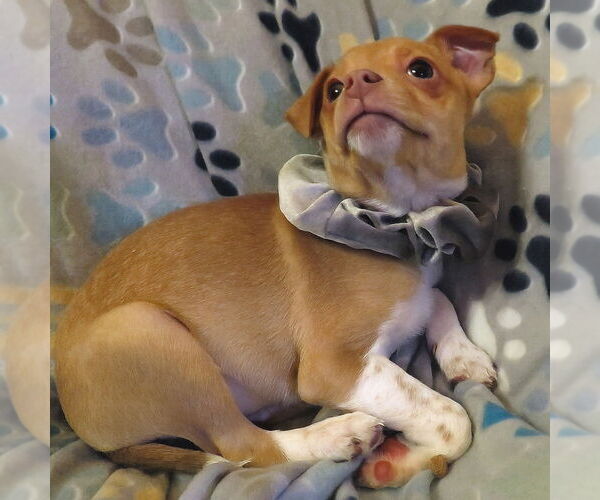 Medium Photo #2 Jack Chi Puppy For Sale in Grovertown, IN, USA