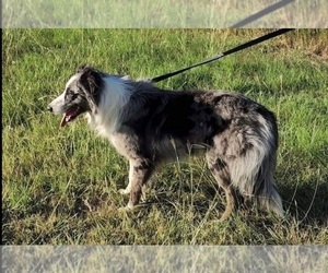 Father of the Border Collie puppies born on 04/25/2024