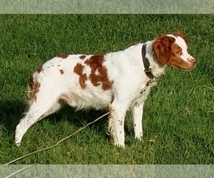Father of the Brittany puppies born on 02/14/2025