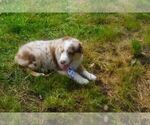 Small #6 Australian Shepherd
