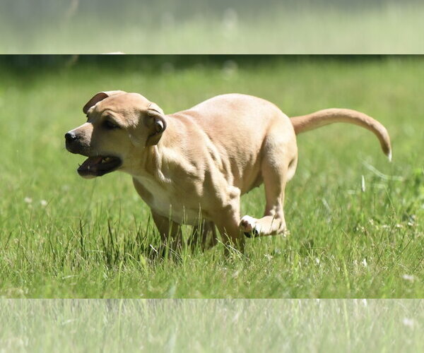 Medium Photo #4 Shepradors Puppy For Sale in Mechanicsburg, PA, USA