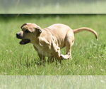 Small #3 Shepradors