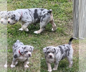 American Bully Puppy for sale in EUFAULA, AL, USA