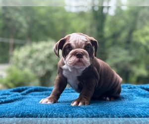English Bulldog Puppy for sale in POWHATAN, VA, USA