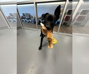Labrador Retriever-Unknown Mix Dogs for adoption in Hilton Head, SC, USA