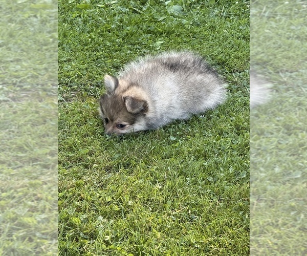 Medium Photo #4 Pomeranian Puppy For Sale in DENVER, CO, USA