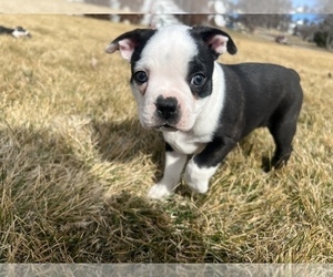 Medium Boston Terrier