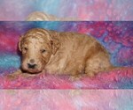 Small #1 Labradoodle mix (+ Poodle Standard)