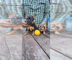 French Bulldog Puppy for sale in SANTA MARIA, CA, USA