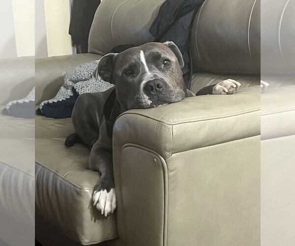 Medium Photo #6 American Pit Bull Terrier-Unknown Mix Puppy For Sale in Fort Collins, CO, USA