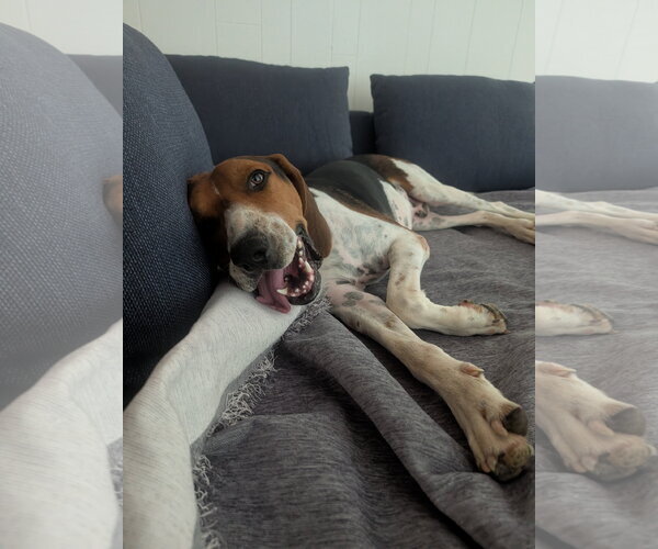 Medium Photo #6 Treeing Walker Coonhound Puppy For Sale in Green Forest, AR, USA