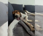 Small #5 Treeing Walker Coonhound