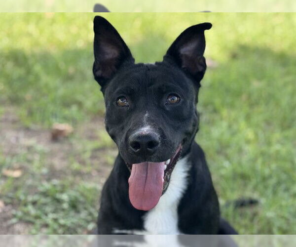 Medium Photo #1 Basenji-Unknown Mix Puppy For Sale in Tavares, FL, USA
