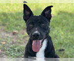 Small Basenji Mix