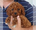 Small #4 Cavapoo