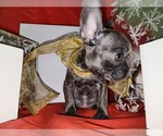 Puppy 2 French Bulldog