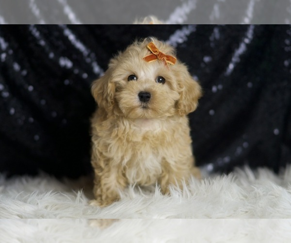 Medium Photo #3 Maltipoo (Miniature) Puppy For Sale in WARSAW, IN, USA