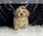 Small Photo #30 Maltipoo (Miniature) Puppy For Sale in WARSAW, IN, USA