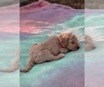 Small Photo #2 Goldendoodle Puppy For Sale in ANTIOCH, TN, USA