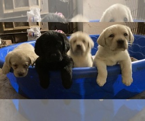 Labrador Retriever Puppy for sale in SNOW HILL, MD, USA