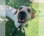 Small #2 Basset Hound Mix