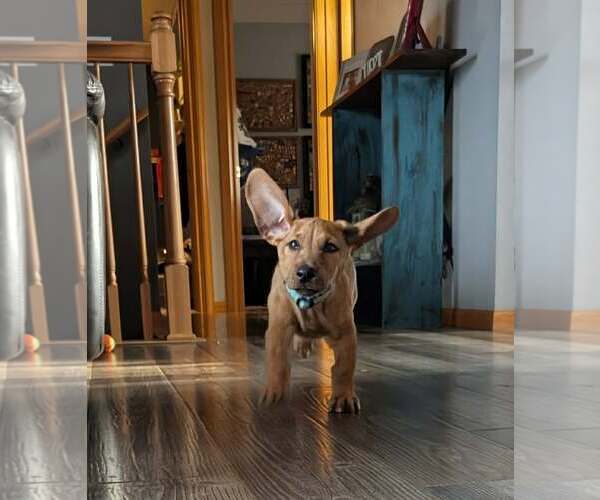 Medium Photo #1 Dachshund-Doberman Pinscher Mix Puppy For Sale in Buffalo, MN, USA