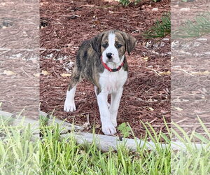 Boxer Dogs for adoption in Dumont, NJ, USA